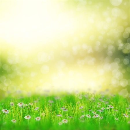 Spring, summer background with 3d white daisies and fresh grass over bokeh background. Stock Photo - Budget Royalty-Free & Subscription, Code: 400-07773487