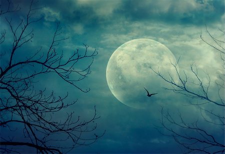 Halloween background. Spooky forest with full moon and dead trees Stock Photo - Budget Royalty-Free & Subscription, Code: 400-07773974