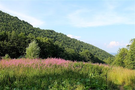 Ukrainian Carpathians. Landscape with beautiful pink fireweed Stockbilder - Microstock & Abonnement, Bildnummer: 400-07773981