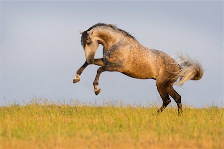 simsearch:400-08286259,k - Beautiful grey horse running on the meadow Photographie de stock - Aubaine LD & Abonnement, Code: 400-07794304