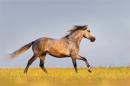 simsearch:400-08286259,k - Beautiful grey horse running on the meadow Photographie de stock - Aubaine LD & Abonnement, Code: 400-07794305