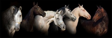 dressage - Six horse portrait on black background banner Stock Photo - Budget Royalty-Free & Subscription, Code: 400-07794307