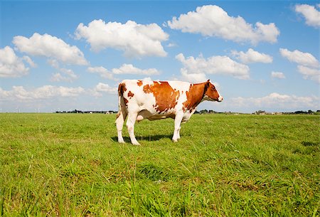 dutch cow pictures - Dutch cow in the meadow Foto de stock - Super Valor sin royalties y Suscripción, Código: 400-07794370