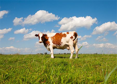 dairy cow grass - Dutch cow in the meadow Stock Photo - Budget Royalty-Free & Subscription, Code: 400-07794384