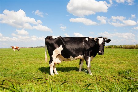 simsearch:400-07676838,k - Dutch cow in the meadow Stock Photo - Budget Royalty-Free & Subscription, Code: 400-07794385