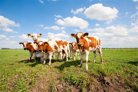 Dutch calves in the meadow Stock Photo - Budget Royalty-Free & Subscription, Code: 400-07794409