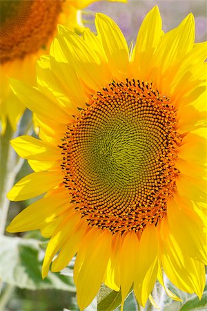 fogen (artist) - Flower of sunflower close-up Stockbilder - Microstock & Abonnement, Bildnummer: 400-07794418