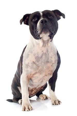simsearch:400-06565923,k - portrait of a staffordshire bull terrier in front of white background Photographie de stock - Aubaine LD & Abonnement, Code: 400-07794635