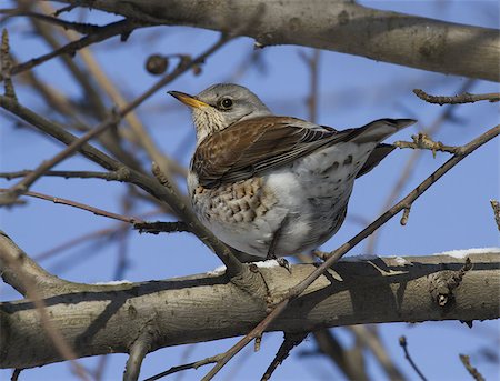 simsearch:400-06858080,k - Fieldfare Thrush (Turdus pilaris) sitting on a tree branch Photographie de stock - Aubaine LD & Abonnement, Code: 400-07794959