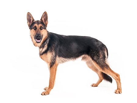 Beautiful young shepherd on a white background Photographie de stock - Aubaine LD & Abonnement, Code: 400-07794981