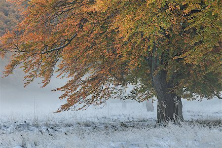 porojnicu (artist) - forest landscape from the autumn in winter Foto de stock - Super Valor sin royalties y Suscripción, Código: 400-07795023