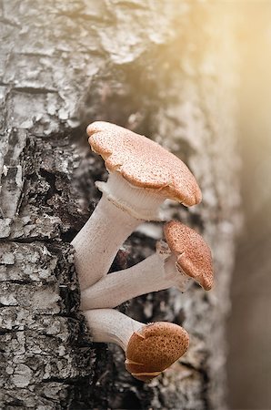 simsearch:400-07244181,k - Honey agaric mushrooms on the rottern tree. Foto de stock - Super Valor sin royalties y Suscripción, Código: 400-07795236