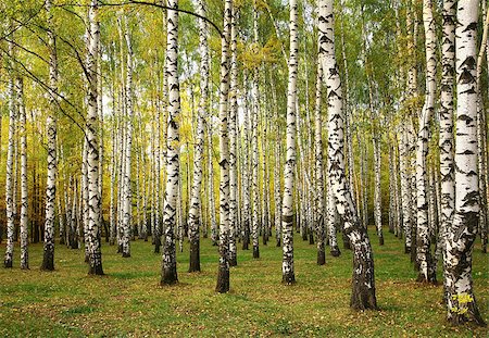 simsearch:400-07042487,k - Sunny autumn birch trees Stock Photo - Budget Royalty-Free & Subscription, Code: 400-07795524
