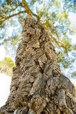 simsearch:400-07619334,k - Detailed view of cork oaks tree Stock Photo - Budget Royalty-Free & Subscription, Code: 400-07795546