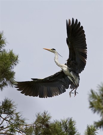 Grey heron comes in to land on a pine tree. Fotografie stock - Microstock e Abbonamento, Codice: 400-07795568