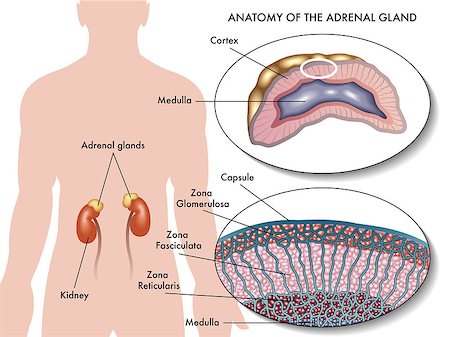 secretion - medical illustration of anatomy of adrenal gland Foto de stock - Super Valor sin royalties y Suscripción, Código: 400-07795862