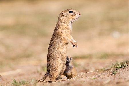 Standing and watching Gopher something Stock Photo - Budget Royalty-Free & Subscription, Code: 400-07795885