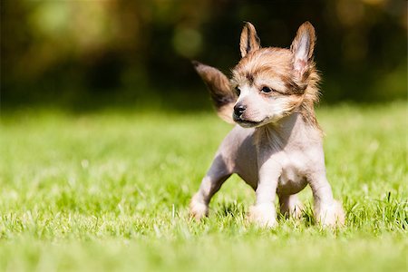 Puppy of Chinese crested dog standing Fotografie stock - Microstock e Abbonamento, Codice: 400-07795880