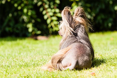 Chinese crested dog sitting and watching behind Fotografie stock - Microstock e Abbonamento, Codice: 400-07795882