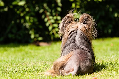 Chinese crested dog sitting and watching behind Fotografie stock - Microstock e Abbonamento, Codice: 400-07795883