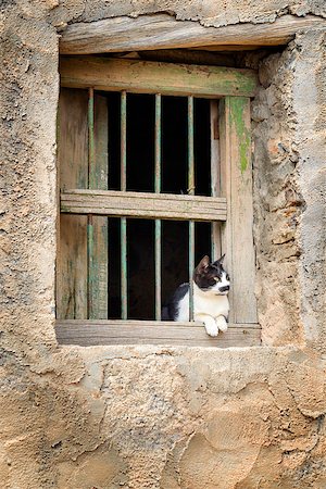 Image of a cat sitting on window in a village on Saiq Plateau in Oman Stock Photo - Budget Royalty-Free & Subscription, Code: 400-07795905