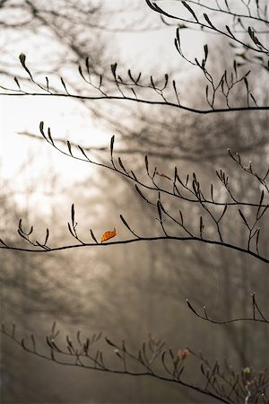 dfaagaard (artist) - An old leaf is still sitting strongly on a branch with a lot of new sprouts. Stock Photo - Budget Royalty-Free & Subscription, Code: 400-07796850
