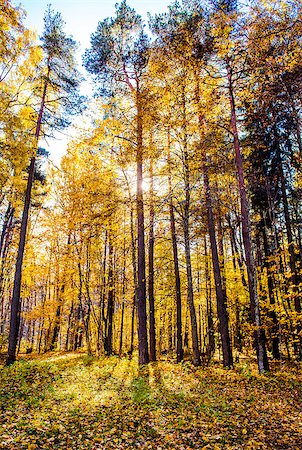 simsearch:400-04066755,k - Picturesque autumn forest illuminated by the morning sun. Sigulda, Latvia Foto de stock - Royalty-Free Super Valor e Assinatura, Número: 400-07791568