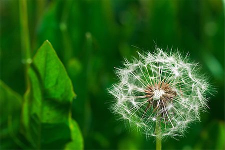 Dandelions on a green meadow Stock Photo - Budget Royalty-Free & Subscription, Code: 400-07791627