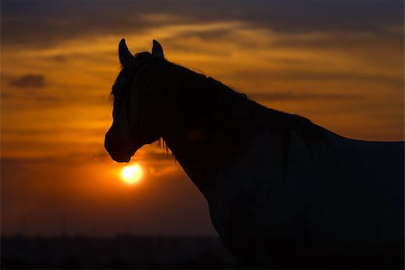 Horse against sunrise sky in summer Stock Photo - Budget Royalty-Free & Subscription, Code: 400-07791965