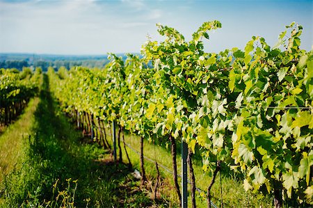 simsearch:400-08888252,k - Vineyard landscape Stockbilder - Microstock & Abonnement, Bildnummer: 400-07792010