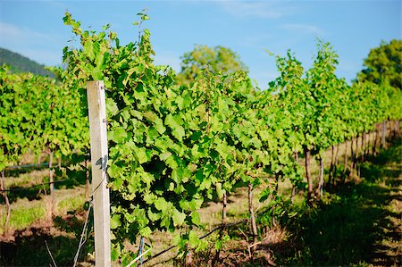 simsearch:400-08888252,k - Vineyard landscape Stockbilder - Microstock & Abonnement, Bildnummer: 400-07792011