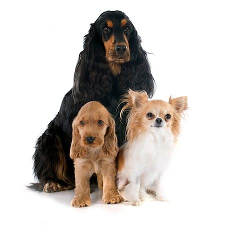 simsearch:400-06874938,k - portrait of a  puppy english cocker, adult and chihuahua in a studio Stock Photo - Budget Royalty-Free & Subscription, Code: 400-07792622