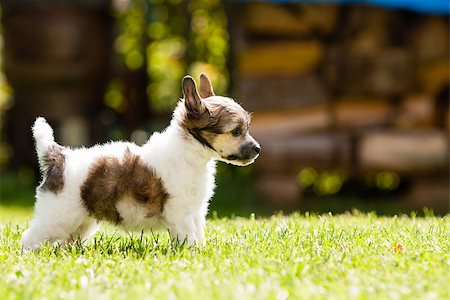 Puppy of Chinese crested dog standing Fotografie stock - Microstock e Abbonamento, Codice: 400-07792837
