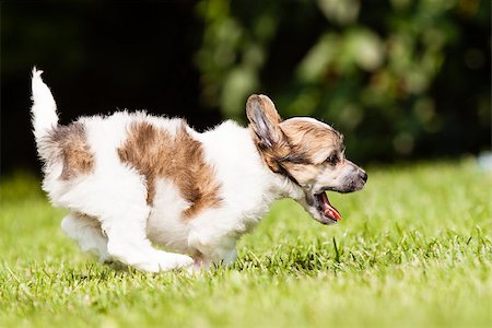 Puppy of Chinese crested dog running Fotografie stock - Microstock e Abbonamento, Codice: 400-07792838