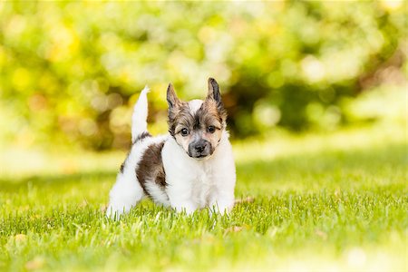 Puppy of Chinese crested dog sitting Fotografie stock - Microstock e Abbonamento, Codice: 400-07792839