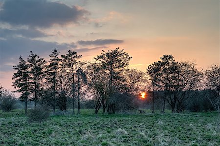 dfaagaard (artist) - Sun setting behind a line of twisted and broken pine trees. Stock Photo - Budget Royalty-Free & Subscription, Code: 400-07793068
