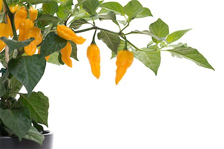 dfaagaard (artist) - The very hot Fatalii chili on plant isolated on white background with copy space Stock Photo - Budget Royalty-Free & Subscription, Code: 400-07793074