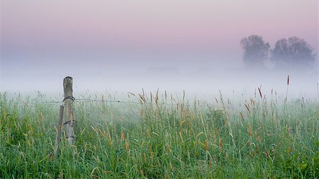 dfaagaard (artist) - Lost in nature. It is dawn and the fog is heavy over this meadow. Stock Photo - Budget Royalty-Free & Subscription, Code: 400-07793070