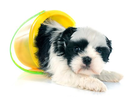 shiatsu - puppy shih tzu in front of white background Stockbilder - Microstock & Abonnement, Bildnummer: 400-07793104
