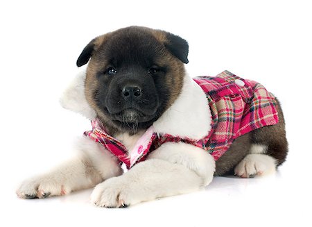 puppy american akita in front of white background Stock Photo - Budget Royalty-Free & Subscription, Code: 400-07793107