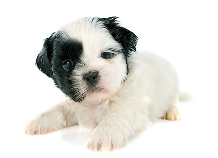 shiatsu - puppy shih tzu in front of white background Stockbilder - Microstock & Abonnement, Bildnummer: 400-07793102