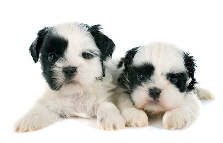 puppies shih tzu in front of white background Foto de stock - Super Valor sin royalties y Suscripción, Código: 400-07793103