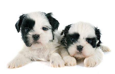 shiatsu - puppies shih tzu in front of white background Stockbilder - Microstock & Abonnement, Bildnummer: 400-07793103