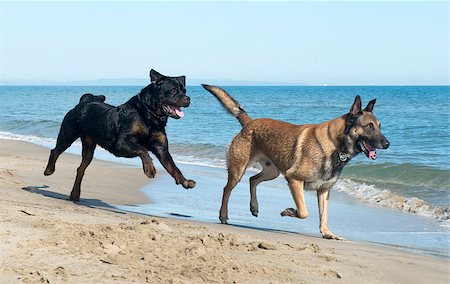 running rottweiler - belgian shepherd and rottweiler on the beach Stock Photo - Budget Royalty-Free & Subscription, Code: 400-07793115