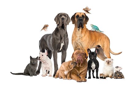 Group of pets - Dog, cat, bird, reptile, rabbit, isolated on white Photographie de stock - Aubaine LD & Abonnement, Code: 400-07793154