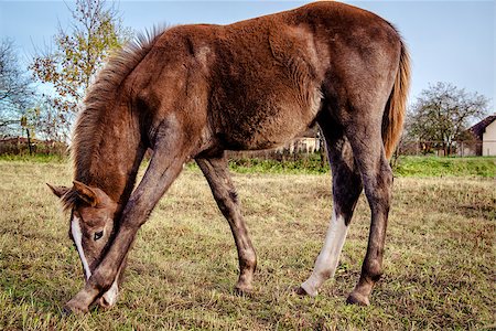 simsearch:400-04938094,k - Brown horse feeding outdoors Stockbilder - Microstock & Abonnement, Bildnummer: 400-07793785