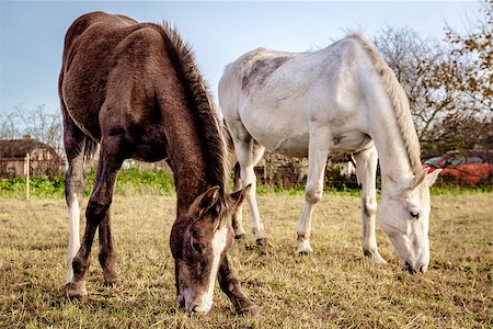 simsearch:400-04938094,k - Horses feeding outdoors Stockbilder - Microstock & Abonnement, Bildnummer: 400-07793787