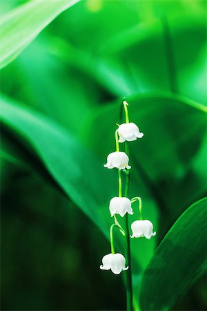 simsearch:400-07656811,k - Charming lily of the valley with sun beams Photographie de stock - Aubaine LD & Abonnement, Code: 400-07793828