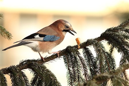 simsearch:400-06423262,k - eurasian jay ( garrulus glandarius ) just dropped the food from its beak while standing in spruce tree Photographie de stock - Aubaine LD & Abonnement, Code: 400-07793945