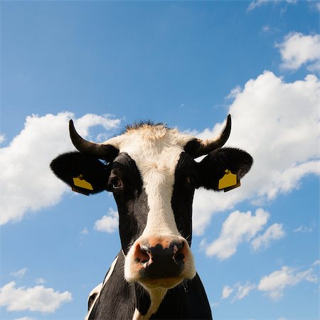 dairy cow head - Portrait of a Dutch cow Stock Photo - Budget Royalty-Free & Subscription, Code: 400-07817126